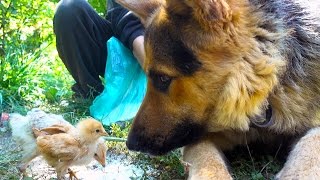 German Shepherd Meets Cute Chicks For The First Time  Bubu The Dog