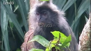 Lutung di alam liar