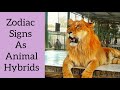 Zodiac signs as animal hybrids animals hybrids species sign zodiac astrology astroloa shorts