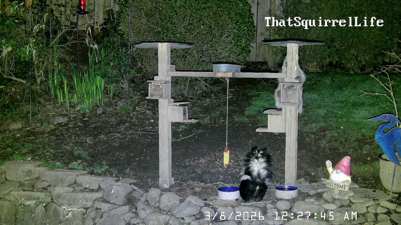 Live streaming of wildlife - squirrels, raccoons, skunks, crows and other fun critters!