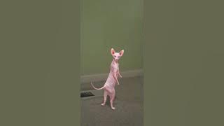 qwertyuiopasdfghjklzxcvbnm