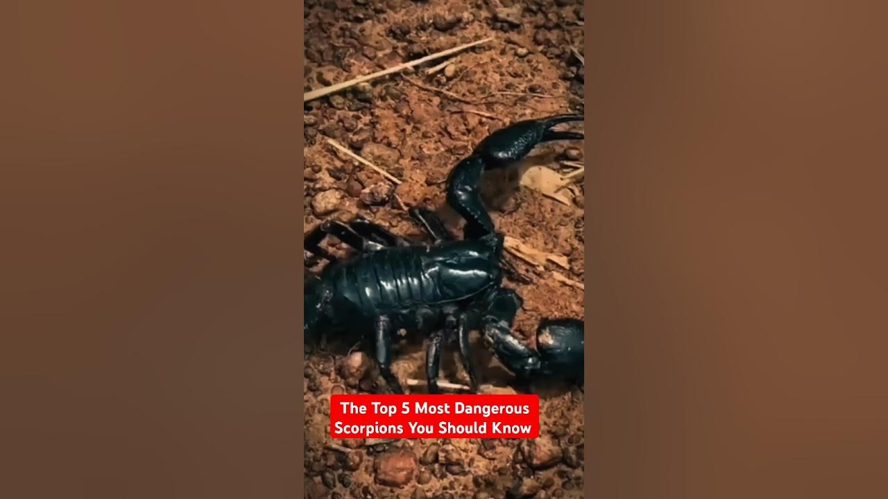 The Top 5 Most Dangerous Scorpions You Should Know PoisonousScorpions