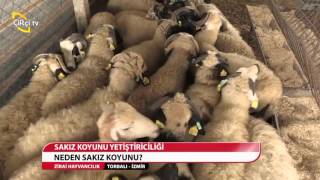 zirai hayvancilik torbali izmir sakiz koyun yetistiriciligi youtube zirai hayvancilik torbali izmir sakiz koyun yetistiriciligi youtube