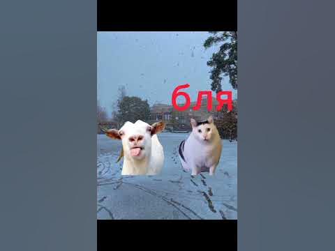 мой день #кот#котики_меме#мем#мемы#коты_меме# - YouTube