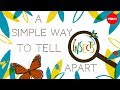 A simple way to tell insects apart - Anika Hazra