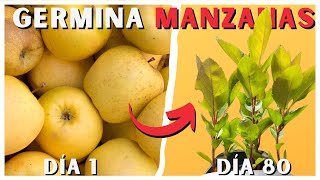 Como GERMINAR MANZANA 🍏🍎 3 Métodos PASO A PASO