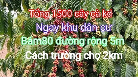 Cần nhượng lại dt 1,5 héc full cà phê kd,ngay khu dân cư, cách tiện ích trường chợ chỉ 2km