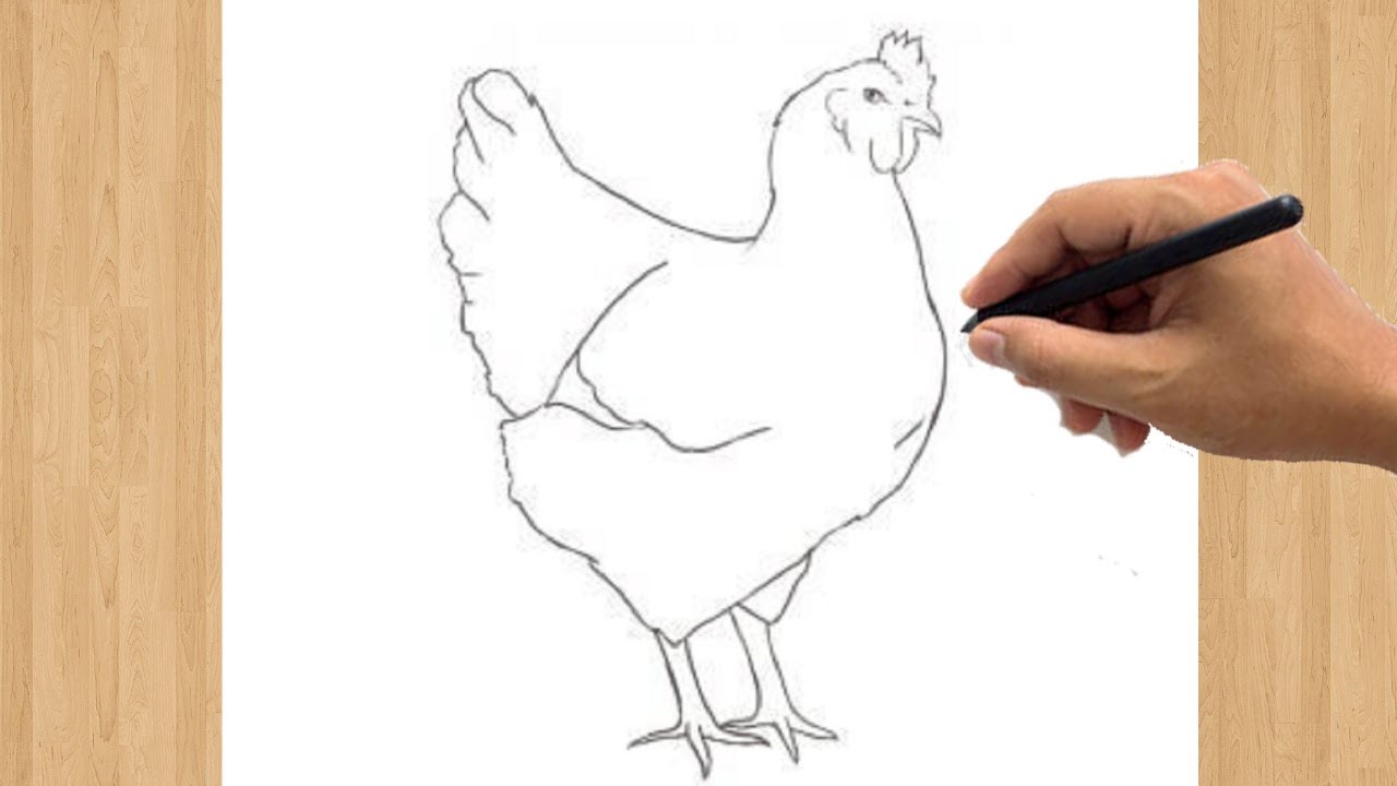 How to Draw a Chicken  Easy Hen Drawing Step by Step Tutorial  YouTube