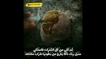 تلاوة ندية للشيخ ياسر الدوسري من سورة النحل 😴♥️