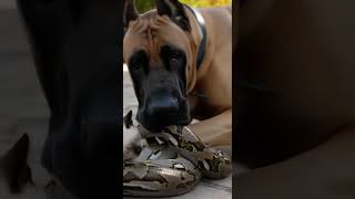 Famous Brave Dogs vs Giant Python: Saving the Kittens|Kitten’s Miracle Escape #dog #cat #snake Net Worth