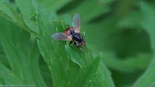 Gymnosoma rotundatum Tachnid Fly - Brighton, May 2021 Gymnosoma rotundatum is a small Tachnid fly (wing span 6-7mm) and member of the genus Gymnosoma, sometimes known as 'Ladybird flies'. I imagine that's a reference to the ladybird-like appearance of the thorax. 

'Gymnosoma' also means 'naked body' and presumably refers to the shiny, seemingly hairless nature of much of its body surface.

Found in woodland edges, flower meadows, in parks and in gardens between May and September, it has a distinctive, almost spherical orange abdomen marked with three slightly variable-shaped patches. The female's thorax is black. The male has some light gold colouring.

It is a parasite of the Pentatomidae family of Shield bugs.   

Eggs are laid on the outer shell of the bug.  When they hatch, they bore through the shell into the unfortunate host insect and both eat it and over winter inside it before emerging in spring to pupate in soil.

Gymnosoma rotundatum appears to have a very limited distribution in the UK, with records suggesting it's pretty much restricted only to par