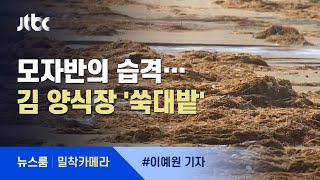 [밀착카메라] 중국발 해조류 습격…김 양식장 '쑥대밭' / JTBC 뉴스룸