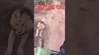 बाल बाल बचे #angrytiger #lion #tiger #animals #attack #angry #angrylion #zoo #viral #forest #shortvi