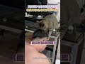 清個貓砂也能收穫滿滿貓愛 媽媽笑喊:根本是在引貓入室! #shorts @Truemii