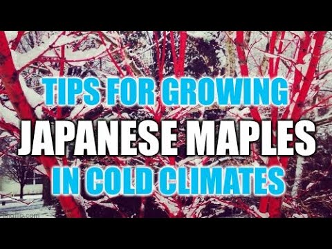 Video: Japonski javor v coni 5 – gojenje japonskega javorja v vrtovih cone 5
