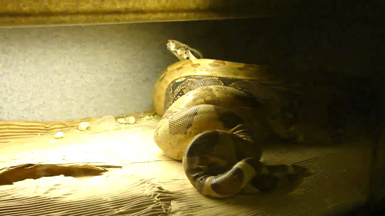 pets at home Salmon Boa and Normal Boa Breeding 12-11-10