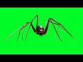 Футаж паук / spider на зелёном фоне - хромакей