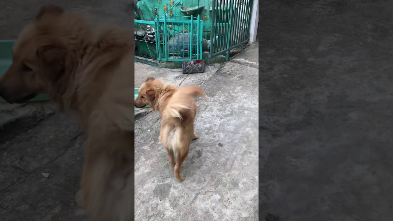 aspin chow chow