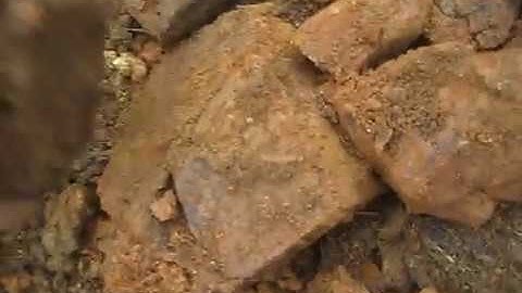 WATCH ME DIG UP MY GIANT MUD FOSSILS