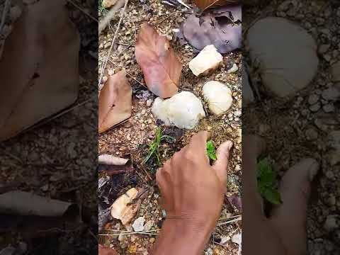 Ruguda Scarch 4 Shots