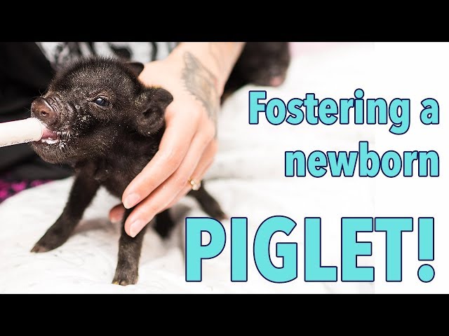 Fostering a Newborn Piglet!