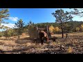 Video of bears across Colorado in 2020