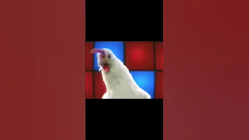 اغنية التي يبحثوا عنها الملاين اغنية الدجاجة 
