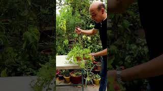 تقليم و تشكيل و زراعة نبتة قطر الندى Pruning and Growing Aptenia
