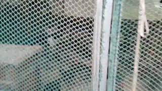 청계 청계닭살충제없는 건강한유정란 청계란 생산010 7120 6565