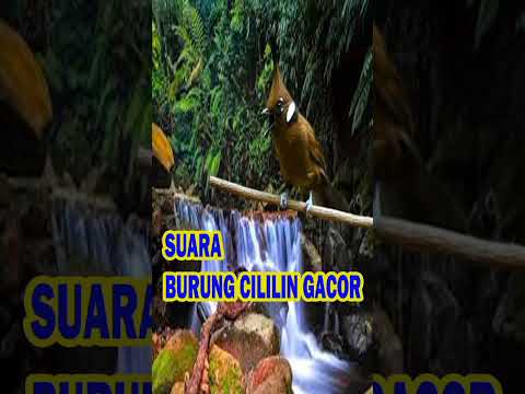 Master CILILIN GACOR Full Nembak Suara ALAMI Berjeda Mudah ditirukan Ndak Bikin STRES