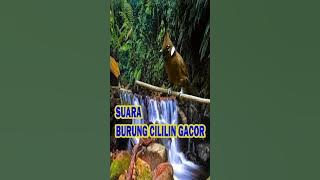 Download lagu MASTERAN CILILIN GACOR SUARA JERNIH NGEROL