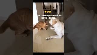 The little paw at the end 🤣
