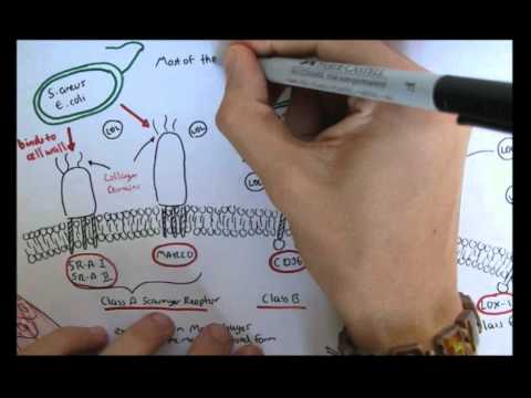 Video: Cxcr2: N Neutrofiiliselektiivinen Deleetio Suojaa CNS: N Neurodegeneraatiolta Multippeliskleroosin Hiirimallissa