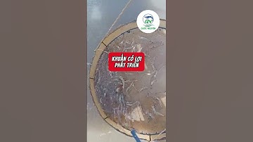 Axit hữu cơ có ngừa được ký sinh trùng trên tôm không? Sự thật cần biết!