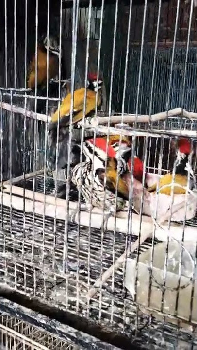 Burung pelatuk bawang @200k di #pasarburungpramuka