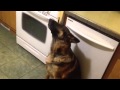 Funny Howling German Shepherd