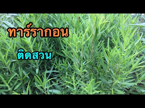 วีดีโอ: Tarragon: คุณสมบัติของการเพาะปลูกและการใช้งาน