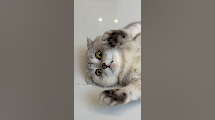 What other tricks can I expect from Sonya?😳 #cat #cats
