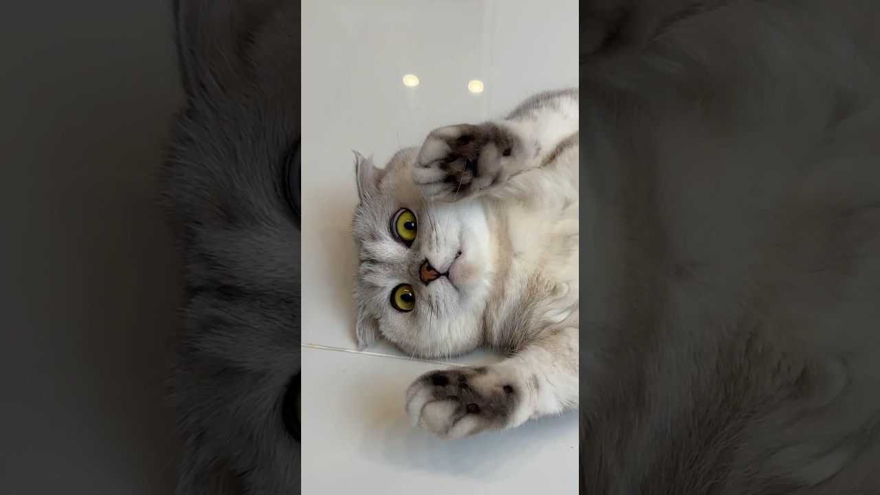 What other tricks can I expect from Sonya?? #cat #cats