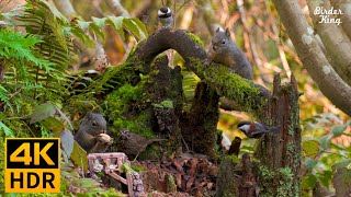 Cat TV for Cats to Watch 😺🐿 Beautiful birds, squirrels, small bridges 🐦 8 Hours(4K HDR)