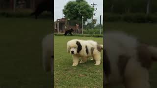 Haryana ~ Labrador And Saint Puppies Playing At Mr Paws #shorts