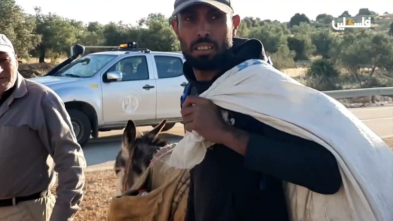 قطف الزيتون في سلفيت وقراها صمود ومواجهة