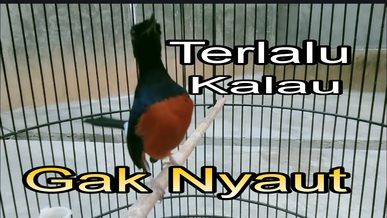 TERLALU KALAU GAK NYAUT,, MURAI BATU MACET BUNYI , STRES,, LANGSUNG NYAMBER IKUTAAN GACOR