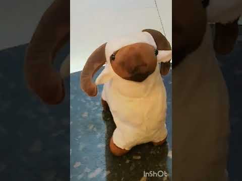 صلوا على النبي يا حبايبنا تعالوا شوفوا خروف العيد 🐏 #اكسبلور
