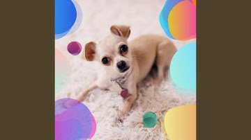 Remarkable Backdrops for Calming Puppy