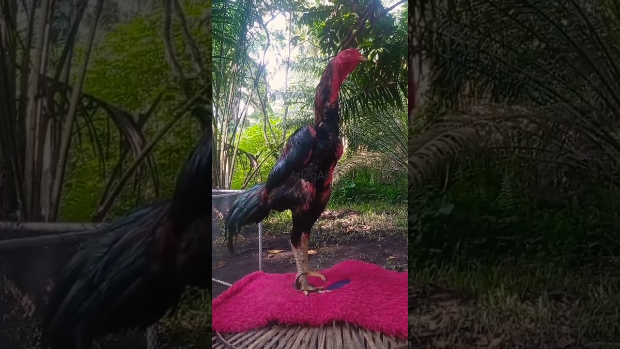 Ayam Kampung pinggiran  