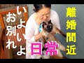 アラフィフ離婚間近の日常 いよいよお別れ ラサロンずっと元気でね Goodbye Rassilon!