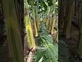 Banana Farming Secret in Thailand: Why Farmers Cut New Shoots!