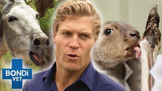 Top 5 Pet's Weirdest Obsessions  | Bondi Vet Compilation | Bondi Vet