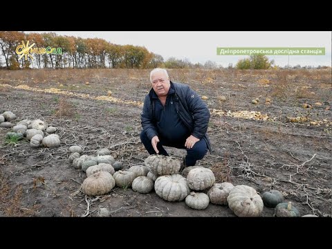 Великоцукристий гарбуз Славута Купити насіння високоврожайних сортів гарбуза недорого